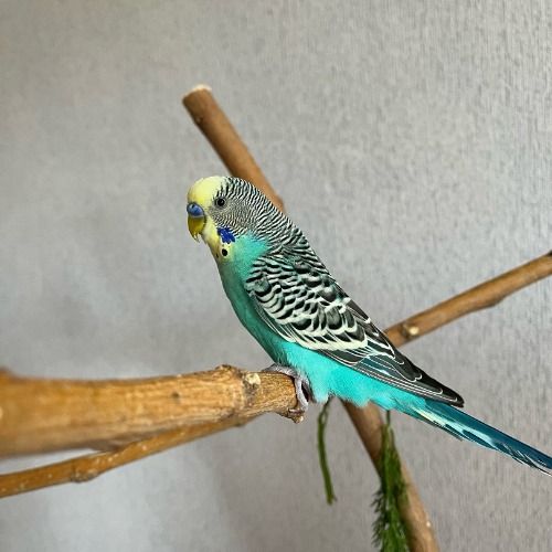 Buy EDM Ghost Production track - Dancing