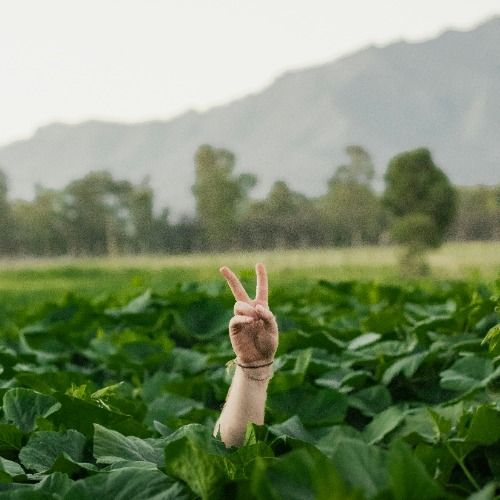 Buy EDM Ghost Production track - Fred Selected Again