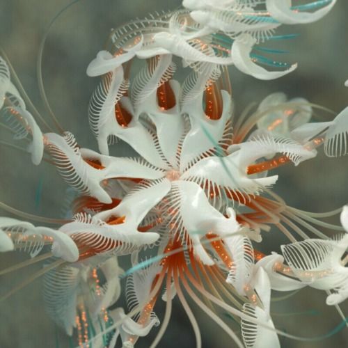 Buy EDM Ghost Production track - Cassian x Afterlife