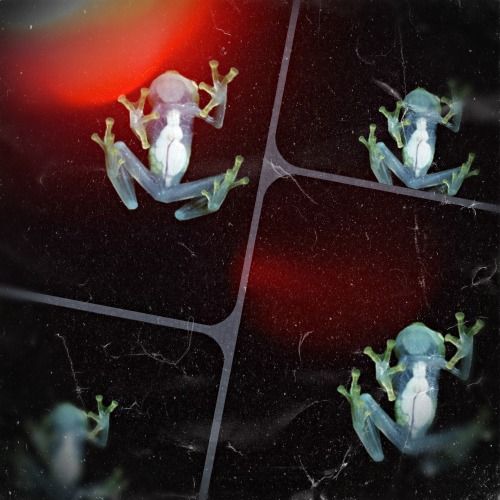 Buy EDM Ghost Production track - Frankie Wilde