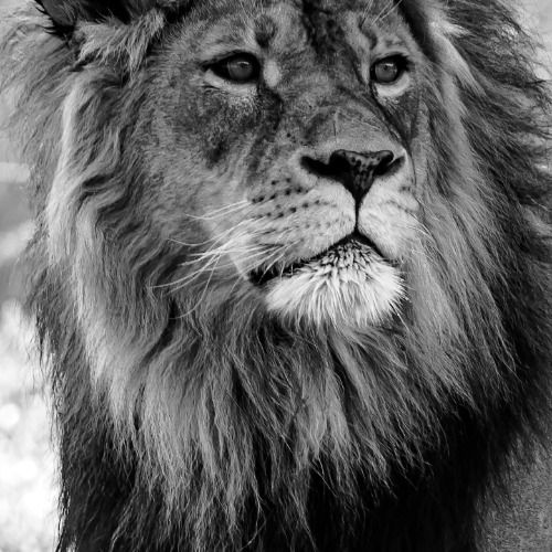 Buy EDM Ghost Production track - Organic Force