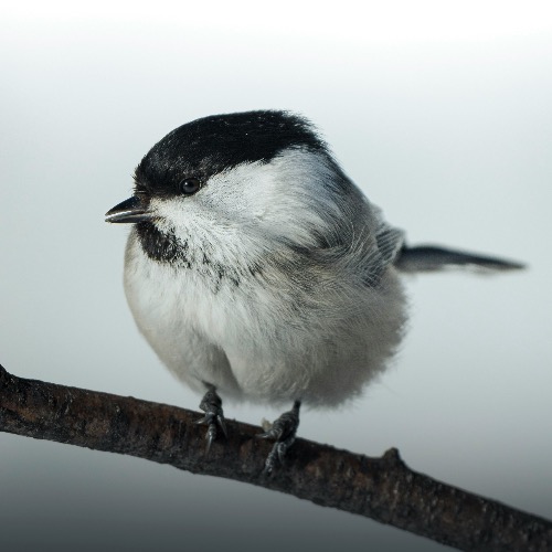 Buy EDM Ghost Production track - Melody Of The Soul 2