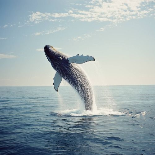 Buy EDM Ghost Production track - Test Me