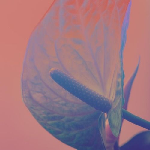 Buy EDM Ghost Production track - Colors