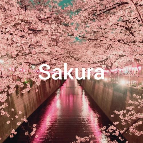 Buy EDM Ghost Production track - Sakura