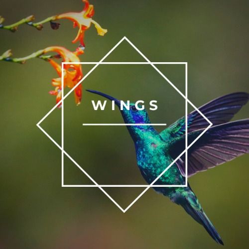 Buy EDM Ghost Production track - Wings