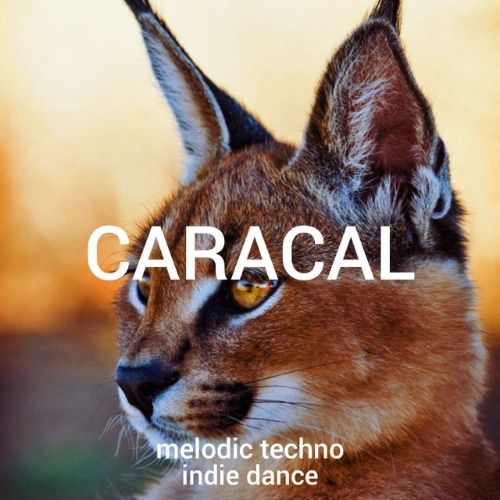 Buy EDM Ghost Production track - Caracal