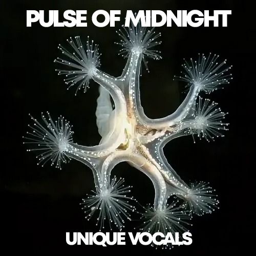 Buy EDM Ghost Production track - Pulse Of Midnight
