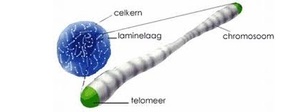Telomeer