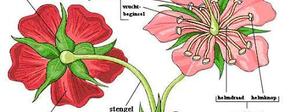Schematische bloem