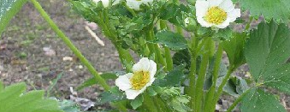 Bloemetjes