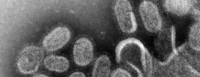 Griepvirus