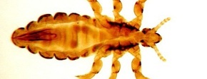 Parasiet