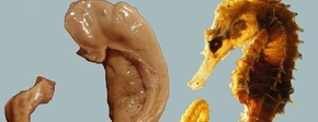 Zeepaardje en hippocampus