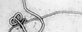 Ebola