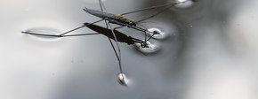 1200px schaatsenrijder   water strider %2843688473224%29