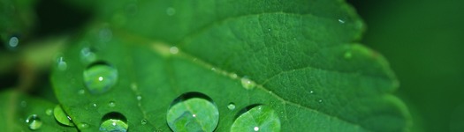 Plant g0bc41cf45 1280