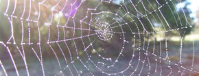 Spinnenweb