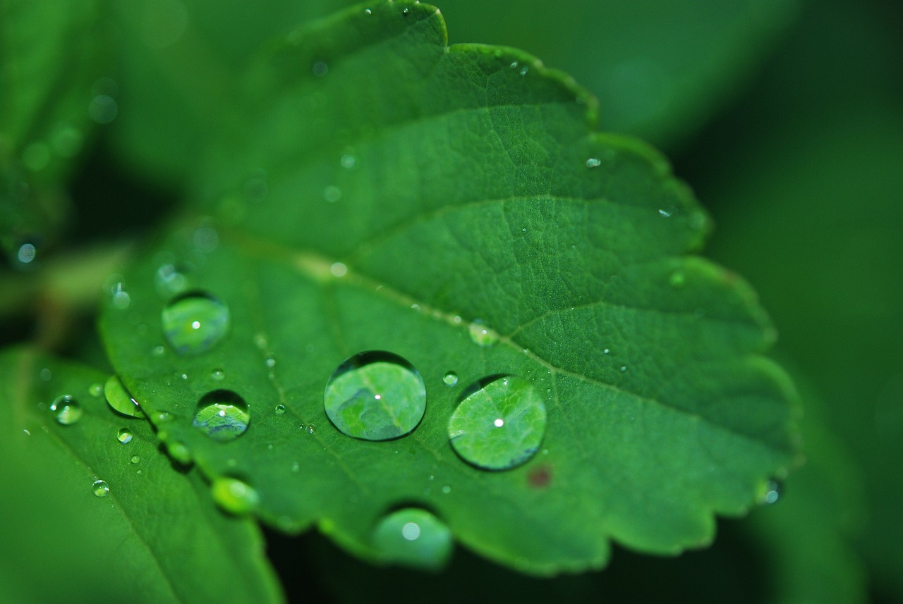 Waterdruppel op plant