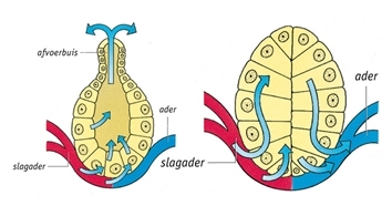 Sciencespace - Hormonen, wat zijn het en hoe werken ze?