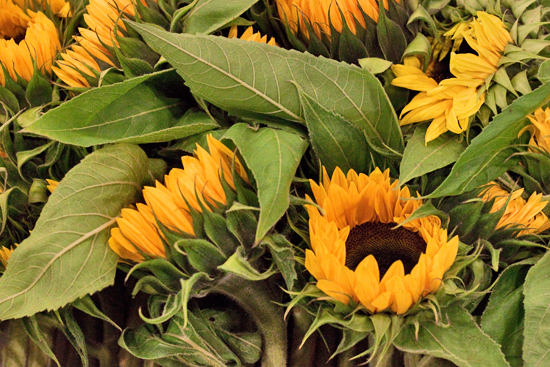 1-New-Covent-Garden-Flower-Market-Flowerona.jpg?mtime=20170928162339#asset:12023