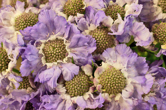 1-New-Covent-Garden-Flower-Market-Flowerona_170929_132901.jpg?mtime=20170929132901#asset:12188
