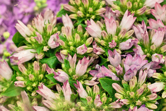 18-New-Covent-Garden-Flower-Market-Flowerona_170929_132915.jpg?mtime=20170929132915#asset:12205