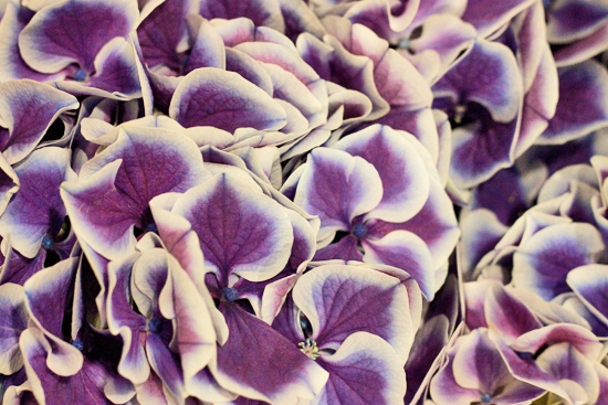 18-New-Covent-Garden-Flower-Market-May-Report-Flowerona.jpg?mtime=20170929141920#asset:12277