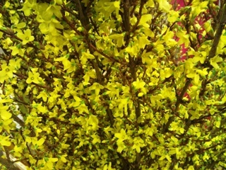 2012-01-forsythia.jpg?mtime=20171003170642#asset:12817