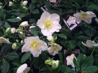 2012-01-hellebore.jpg?mtime=20171003170618#asset:12815