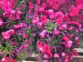 2012-01-phlox.jpg?mtime=20171003170715#asset:12821
