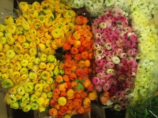 2012-01-ranunculus.jpg?mtime=20171003170716#asset:12822
