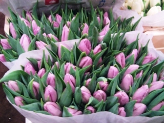2012-01-tulip-Candy-Prince.jpg?mtime=20171003170706#asset:12820
