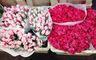2012-02-bell-song-and-flash-point-tulips.jpg?mtime=20171003170256#asset:12805