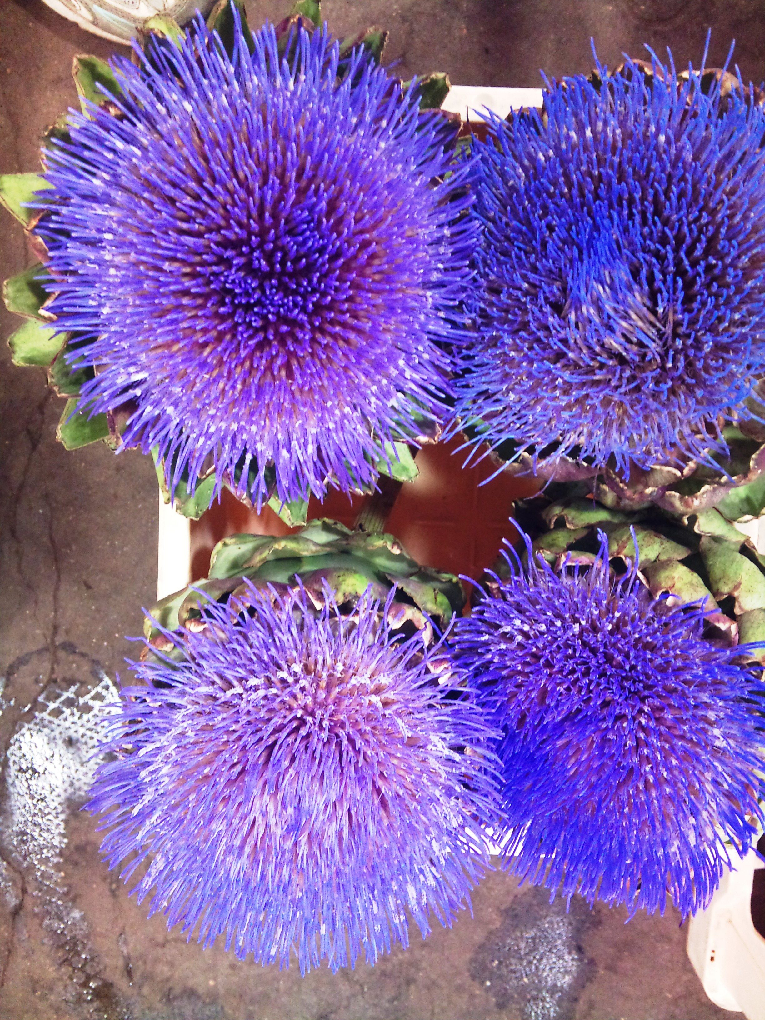 2012-09-artichokes.jpg?mtime=20171003163355#asset:12734