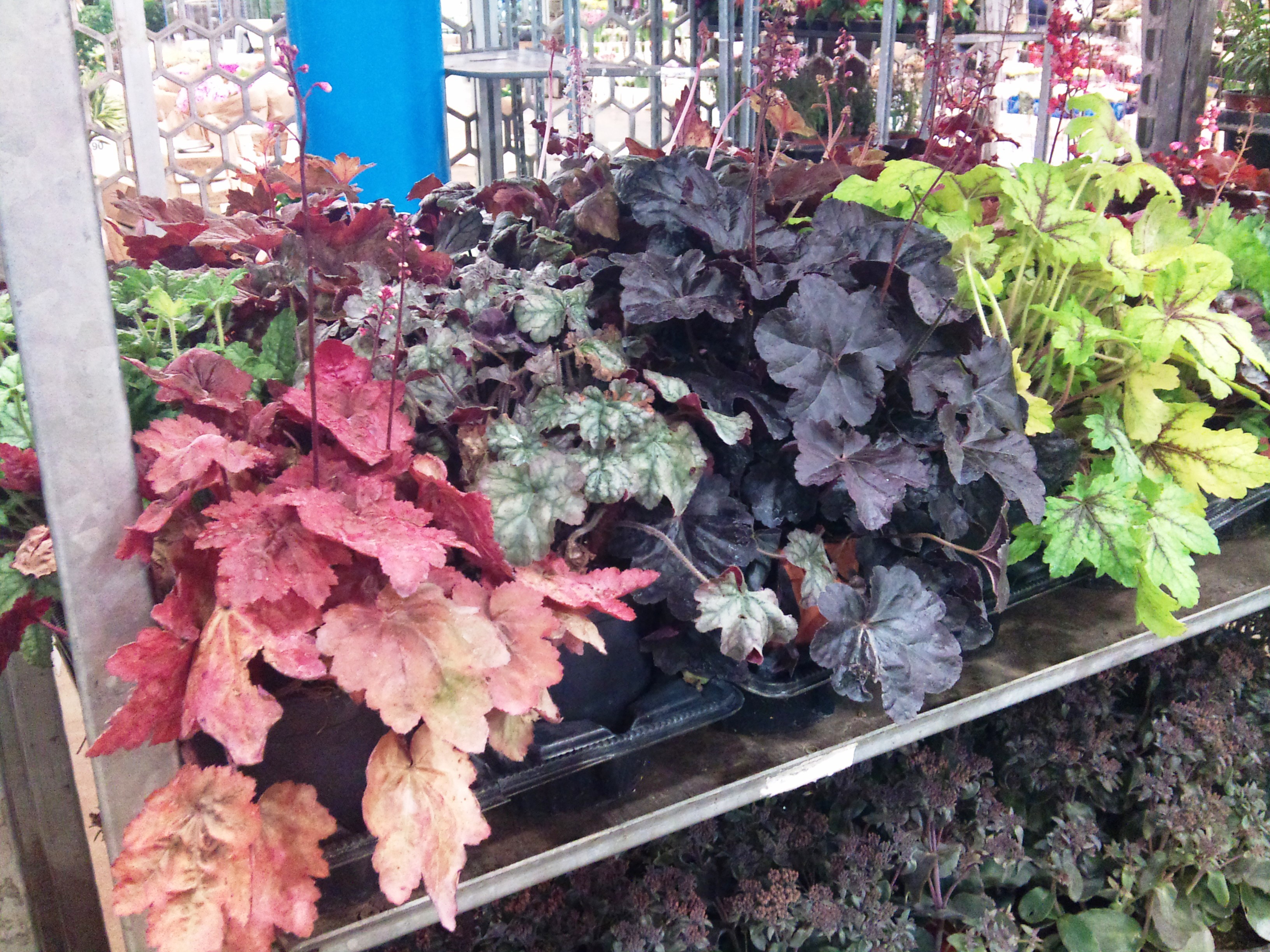 2012-09-heucheras.jpg?mtime=20171003163031#asset:12725