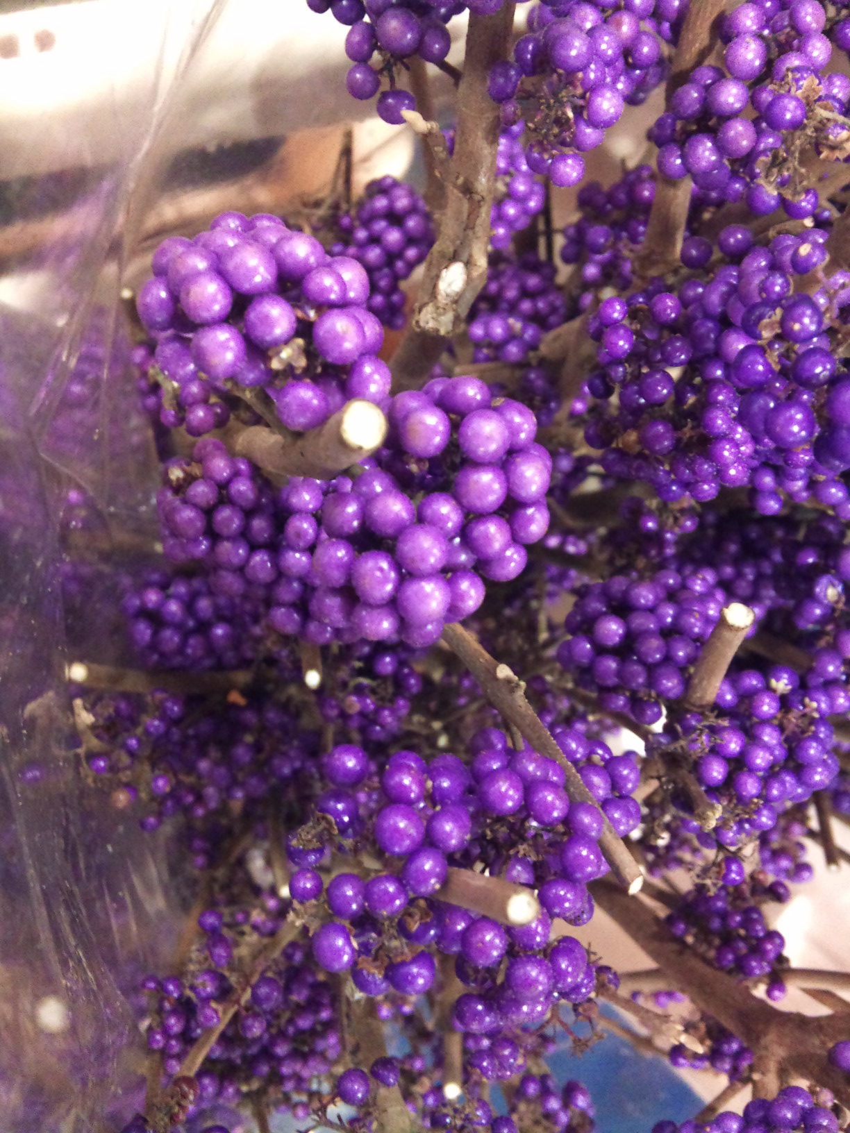 2012-12-callicarpa.jpg?mtime=20171003154043#asset:12623