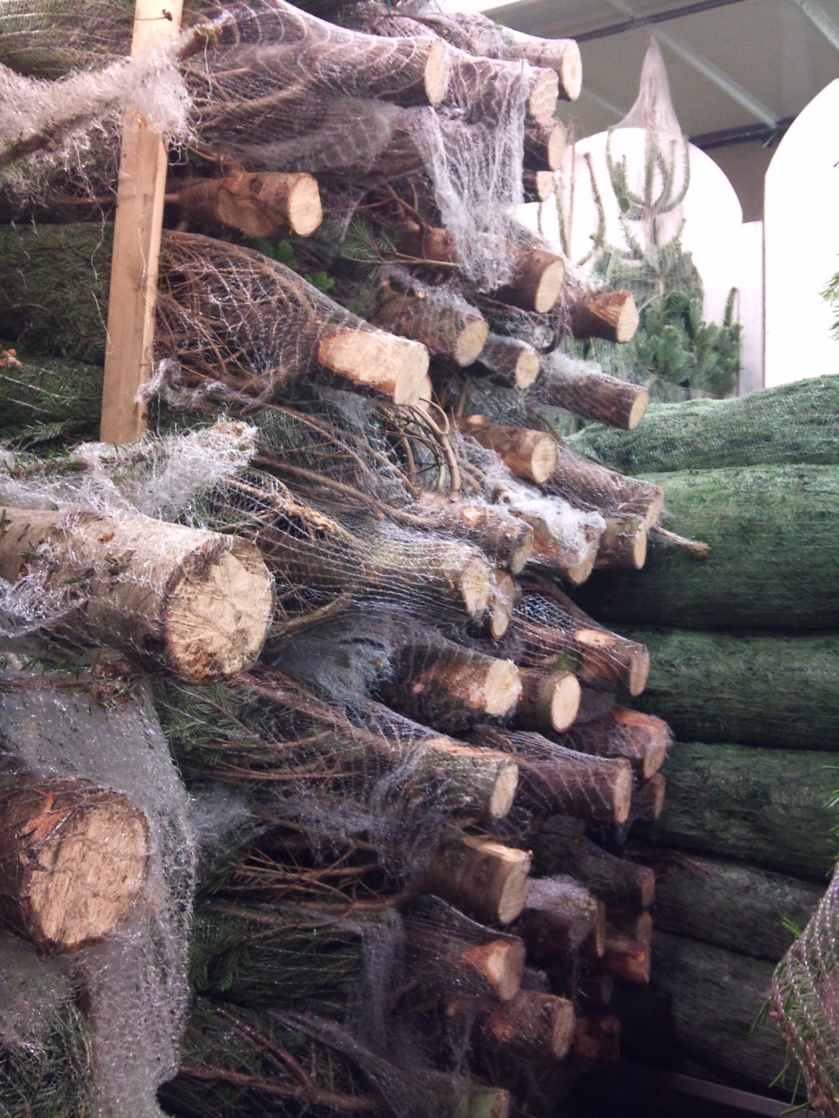 2012-12-fresh-cut-trees.jpg?mtime=20171003154105#asset:12640