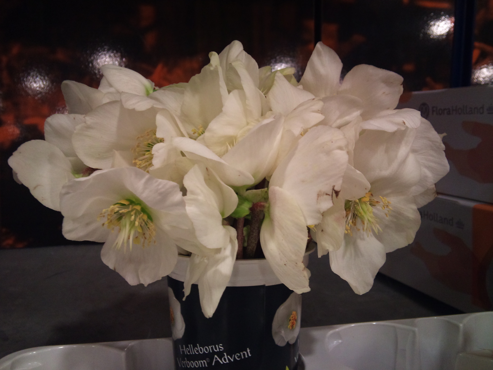 2012-12-hellebore-cut.jpg?mtime=20171003154114#asset:12647