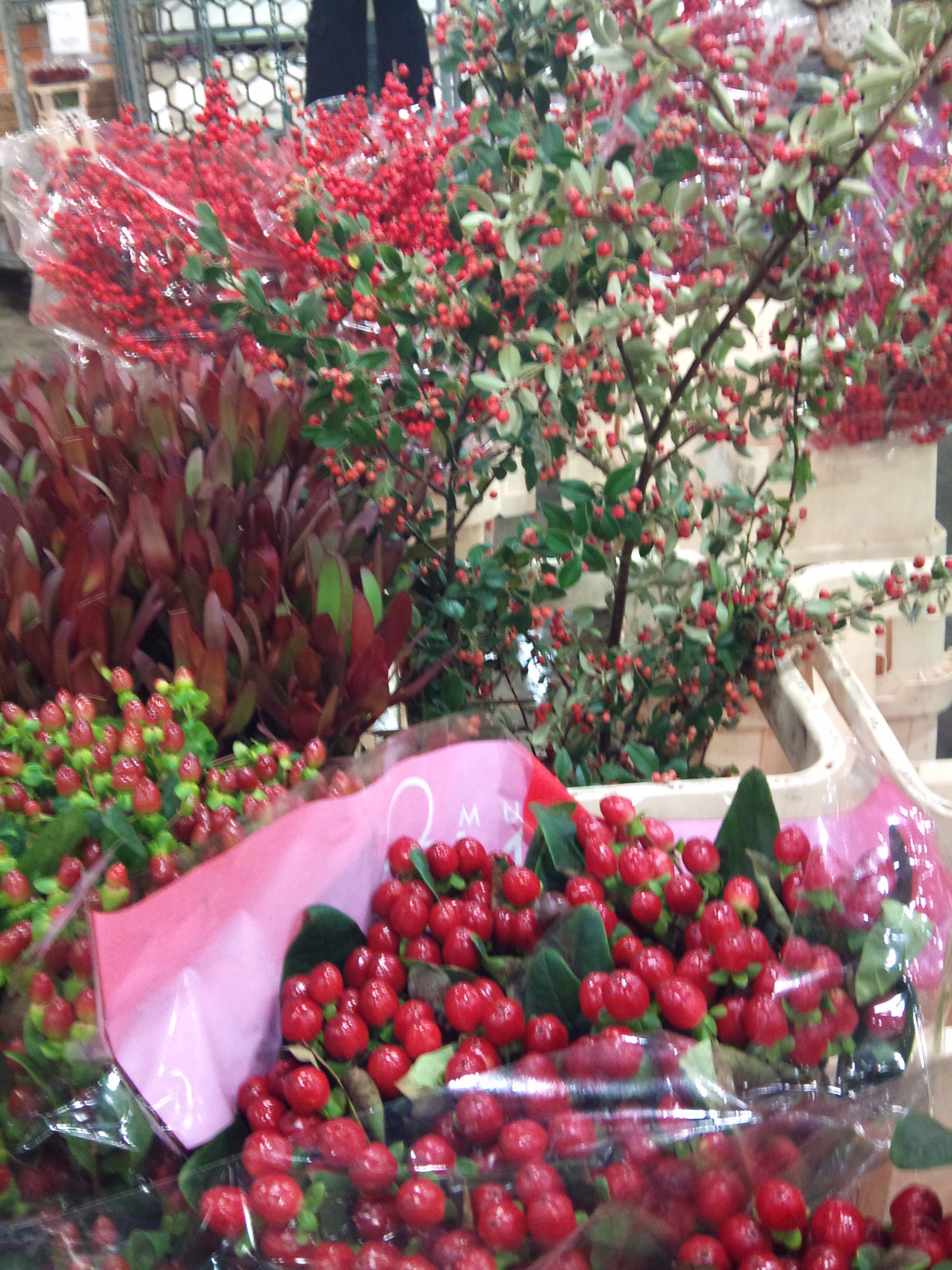 2012-12-hypericum-True-Romance-2.jpg?mtime=20171003154116#asset:12649