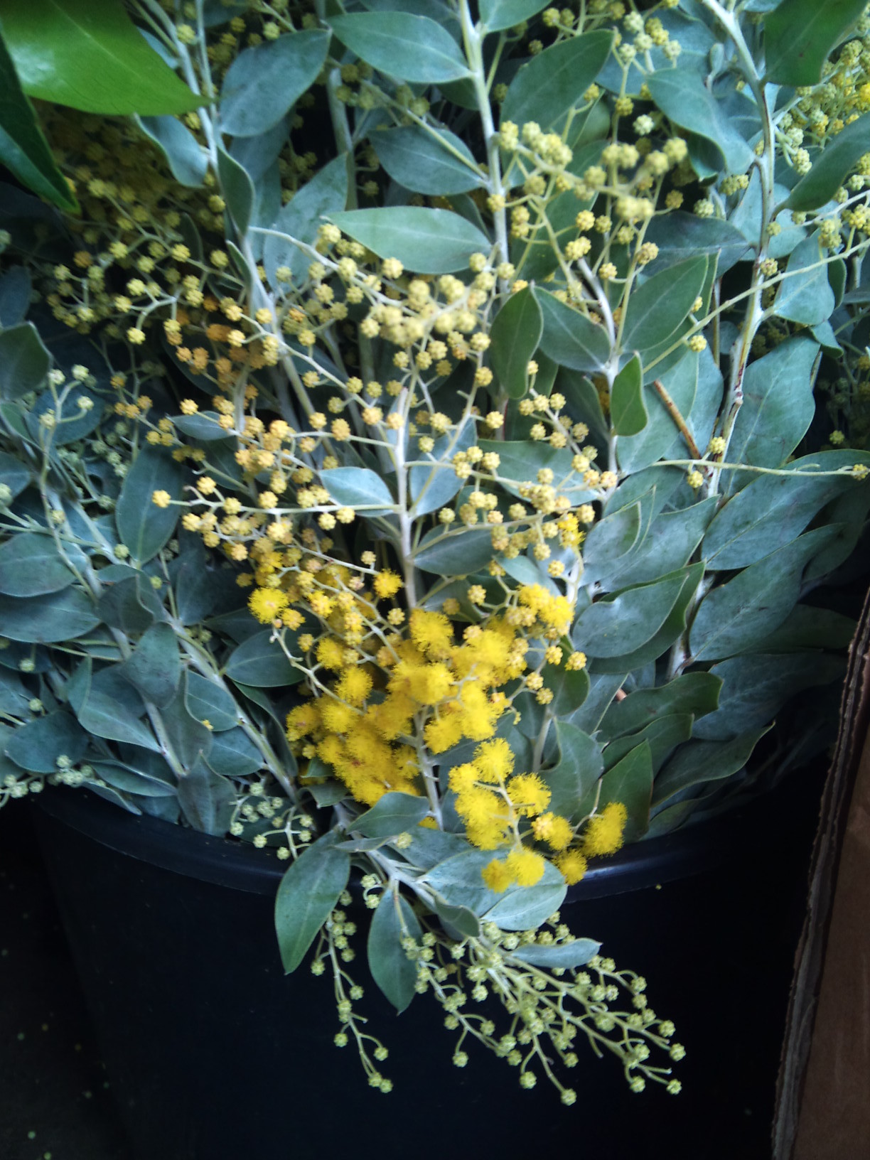 2012-12-mimosa.jpg?mtime=20171003154120#asset:12654