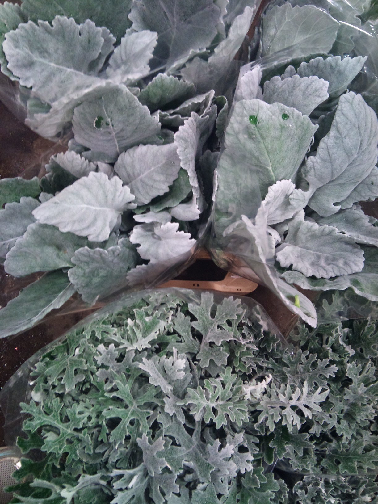 2012-12-senecio-and-cinerea.jpg?mtime=20171003154130#asset:12663