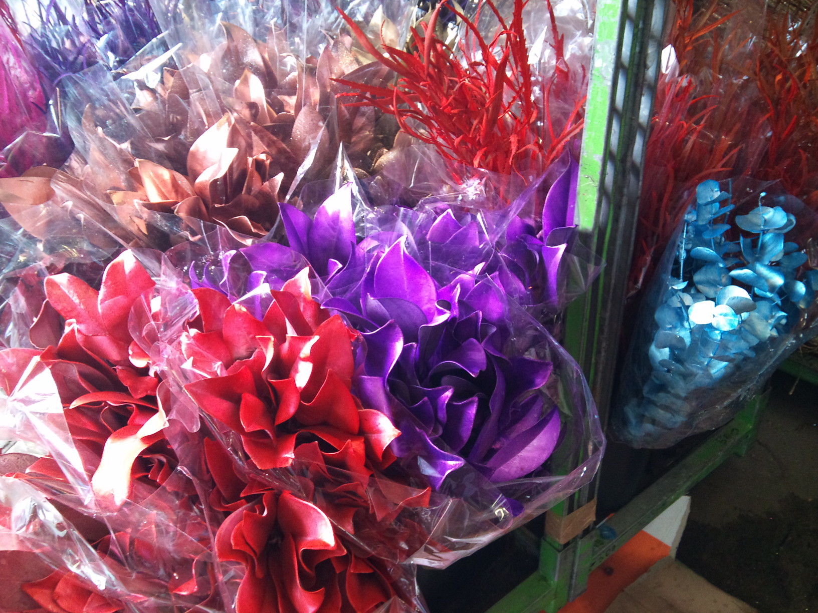 2012-12-strictlyfied-foliage.jpg?mtime=20171003154132#asset:12665