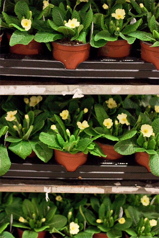 2013-02-Image-15-Evergreen-Exterior-Services-Primroses-Flowerona.jpg?mtime=20171003151744#asset:12565
