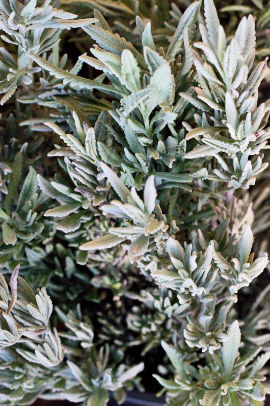 2013-02-Image-21-Porters-Foliage-Lavandula-dentata-Fringed-Lavender-Flowerona.jpg?mtime=20171003151748#asset:12571