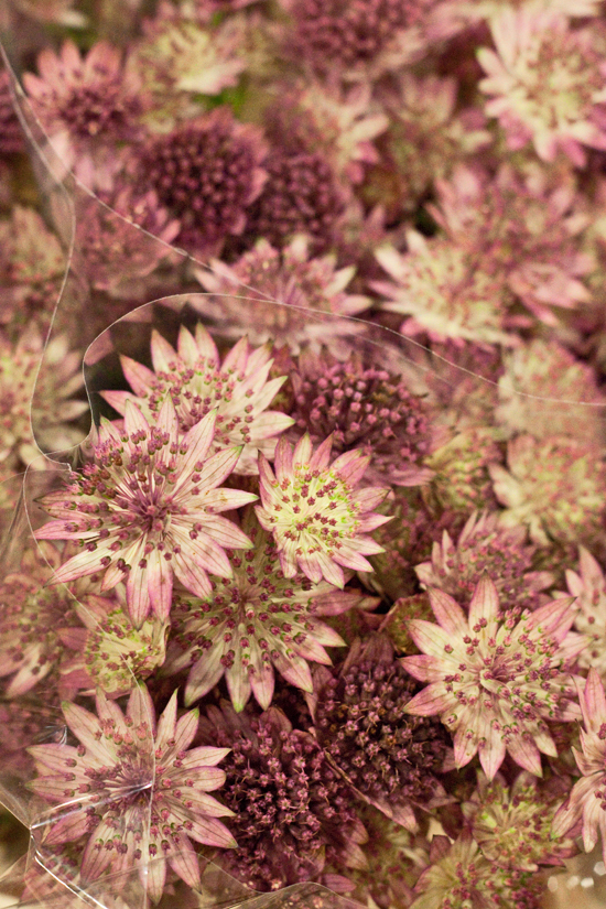2013-02-Image-23-Alagar-Astrantia-Flowerona.jpg?mtime=20171003151750#asset:12573