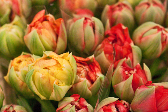 2013-03-1-Double-tulips-Flowerona.jpg?mtime=20170929144901#asset:12327