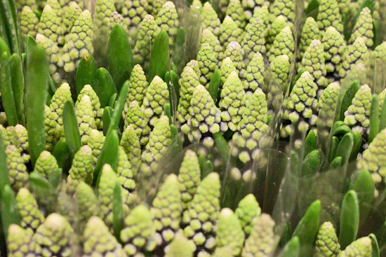 2013-03-11-Muscari-Flowerona.jpg?mtime=20170929144907#asset:12337