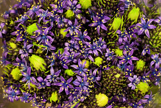 2013-03-12-Scilla-Flowerona.jpg?mtime=20170929144907#asset:12338