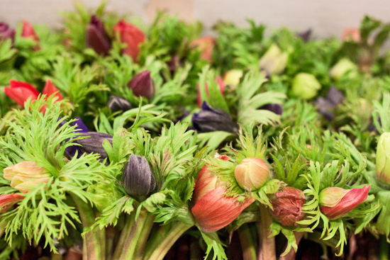2013-03-13-British-anemones-Flowerona.jpg?mtime=20170929144908#asset:12339